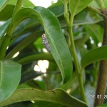 Neue Gäste im Garten: Marienkäferlarven