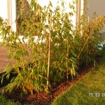 Die Bambushecke sitzt: 5 Pflanzen 90/110 cm