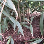 Starke neue Bambustriebe im Mai